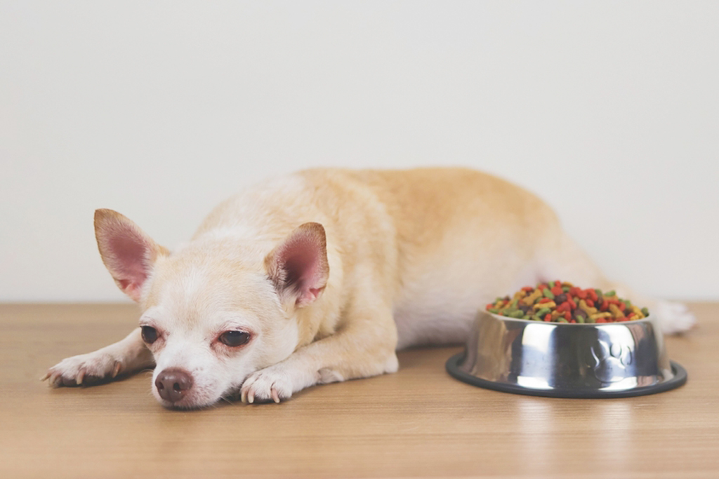 犬がドッグフードを食べない場合、6つの視点から原因を考えてみよう