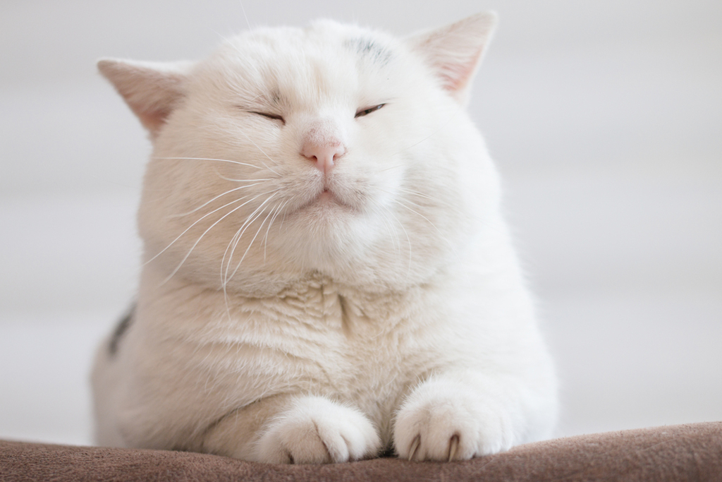 猫が痩せない！肥満がもたらす病気とは？