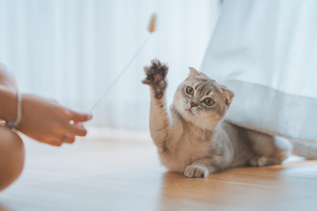 猫との旅行の際の移動中のケア１：お気に入りのおもちゃやブランケットを入れる